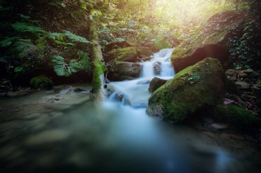 Uzun pozlama yosun kaplı kayaların üzerinden akan pürüzsüz bir şelaleyi yakalar. Canlı, güneşli bir ormanda..