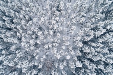 Drone perspektifi, kar yüklü ağaç tepeleri ve karanlık ağaç gövdelerinin kış ormanlarında radyal desen oluşturduğunu gösteriyor..