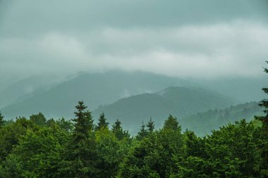 Dağlarda Yağmur, Sisli Orman, Şiddetli Mistik Sisler, Romanya dağları