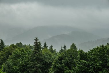 Dağlarda Yağmur, Sisli Orman, Şiddetli Mistik Sisler, Romanya dağları