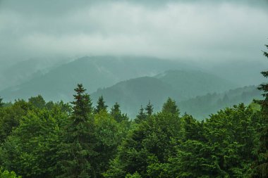 Dağlarda Yağmur, Sisli Orman, Şiddetli Mistik Sisler, Romanya dağları