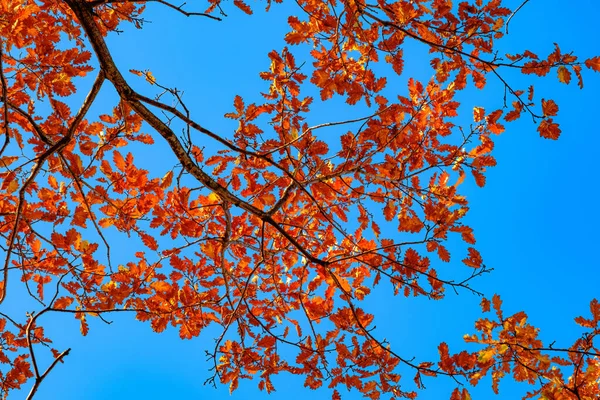Осінні Дубові Гілки Блакитному Небі Вид Знизу — стокове фото