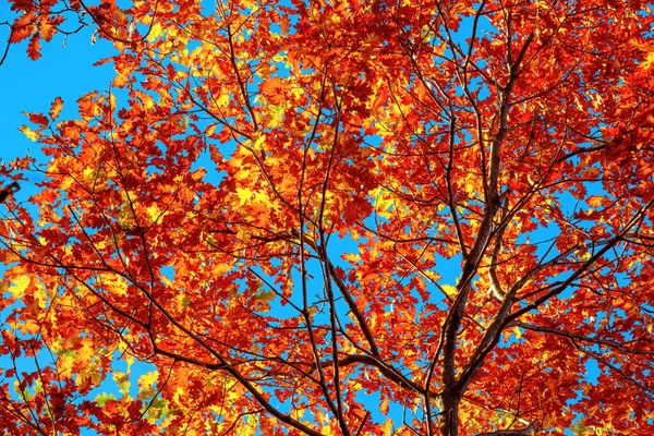 Autumn Oak Branches Blue Sky Bottom View — Stock Photo, Image