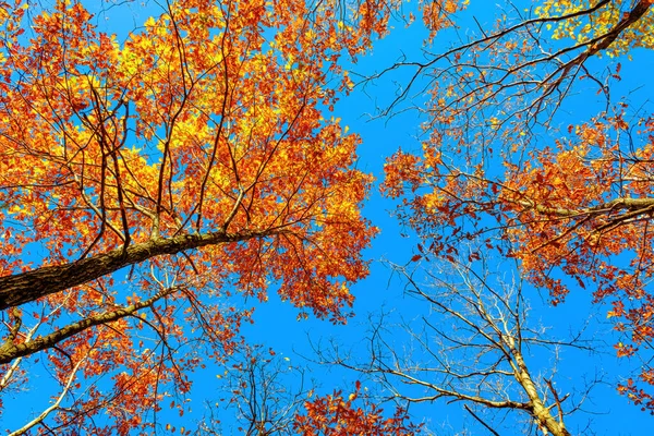 Осінні Дубові Гілки Блакитному Небі Вид Знизу — стокове фото