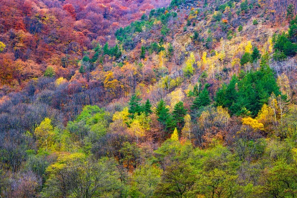Όμορφο Φθινοπωρινό Τοπίο Στο Δάσος — Φωτογραφία Αρχείου