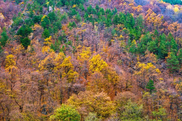 Красивый Осенний Пейзаж Лесу — стоковое фото