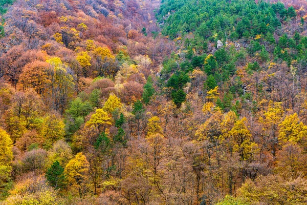 Красивый Осенний Пейзаж Лесу — стоковое фото