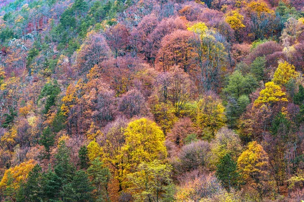 Prachtig Herfstlandschap Het Bos — Stockfoto