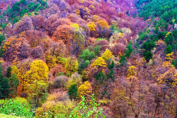森の中の美しい秋の風景 — ストック写真