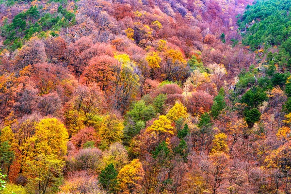 Beautiful Autumnal Landscape Forest — Stock Photo, Image