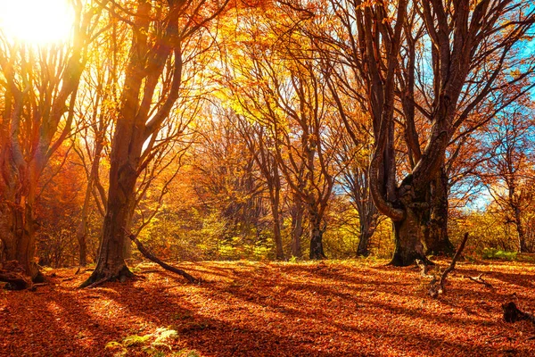 Осенний Пейзаж Лесу Румынские Горы Уезд Сибиу — стоковое фото