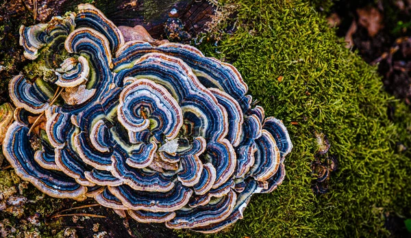 苔のついた丸太の上の多色真菌 — ストック写真