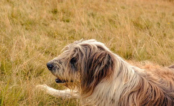 Portrait Romanian Shepherd Dog Grass — Stock Photo, Image