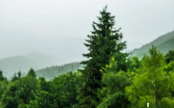 Raining in Mountains, Foggy Forest, Heavy Mystical Fog, Romanian mountains