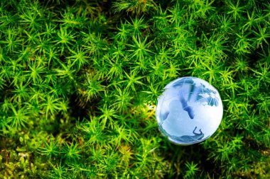 Yeşil Ormandaki Küre Camı