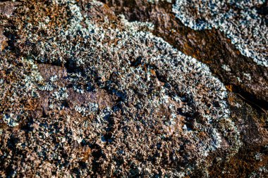 mosses and lichens on the stone, close view
