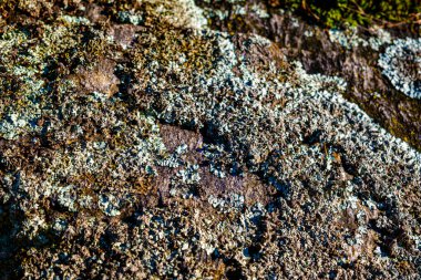 mosses and lichens on the stone, close view
