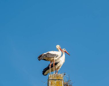 pair of storks on the pole