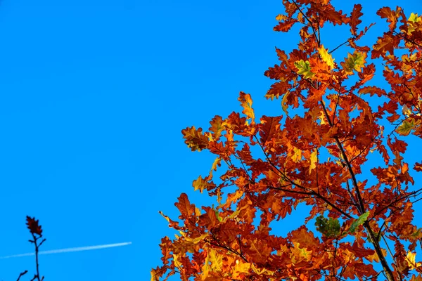 autumn oak branches on the blue sky, bottom view