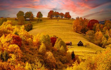 Romanya 'nın güzel sonbahar tepelerinde otlayan bir grup koyun, Fantanele köyü bölgesi, Sibiu ilçesi, Cindrel dağları ve Romanya' nın