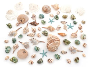 Collection of seashells and starfish isolated on white background