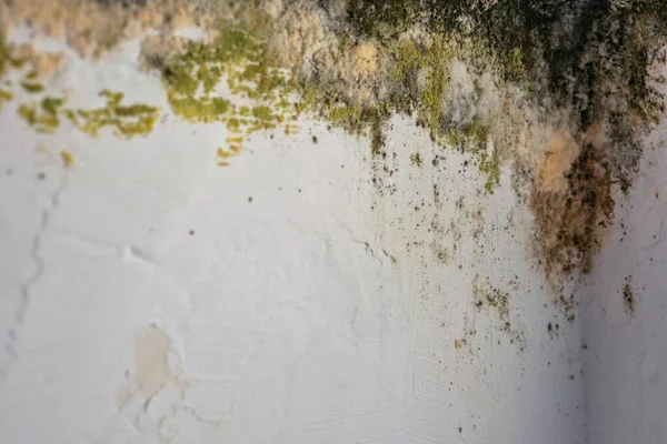 mold in the corner of room wall
