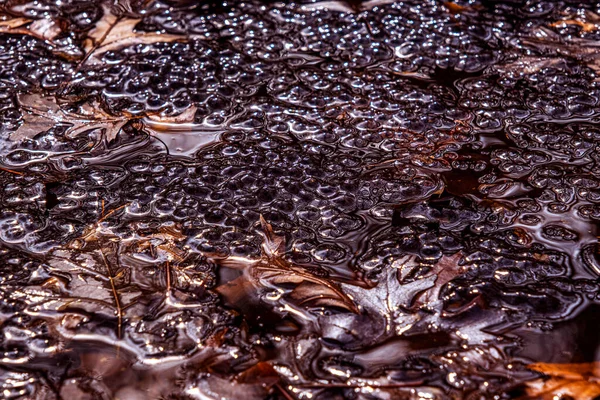 Świeżo Zniesione Żabie Jaja Europejskiej Żaby Brunatnej Rana Temporaria Stawie — Zdjęcie stockowe