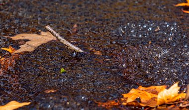 Romanya 'nın Sibiu kentindeki bir kurbağa havuzuna Avrupa' nın kahverengi kurbağa Rana temporaria 'dan yeni yumurtlamış.