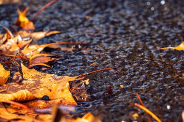 Romanya 'nın Sibiu kentindeki bir kurbağa havuzuna Avrupa' nın kahverengi kurbağa Rana temporaria 'dan yeni yumurtlamış.
