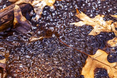 Romanya 'nın Sibiu kentindeki bir kurbağa havuzuna Avrupa' nın kahverengi kurbağa Rana temporaria 'dan yeni yumurtlamış.