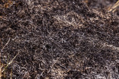 Yanmış orman zemininde çimenler ve küllerle birlikte orman yangını.