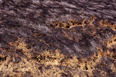 Yanmış orman zemininde çimenler ve küllerle birlikte orman yangını.