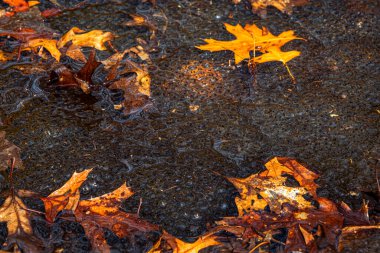 Romanya 'nın Sibiu kentindeki bir kurbağa havuzuna Avrupa' nın kahverengi kurbağa Rana temporaria 'dan yeni yumurtlamış.