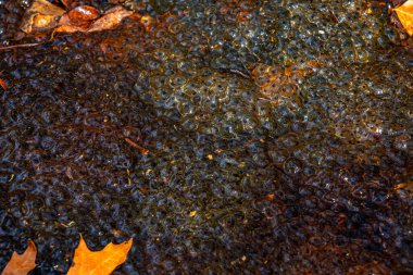 Romanya 'nın Sibiu kentindeki bir kurbağa havuzuna Avrupa' nın kahverengi kurbağa Rana temporaria 'dan yeni yumurtlamış.