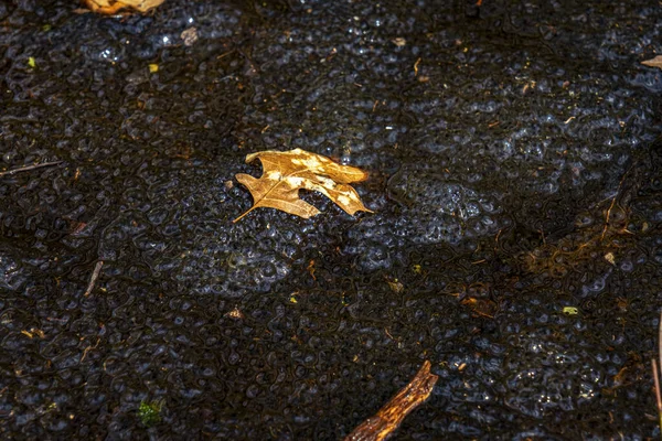Romanya Nın Sibiu Kentindeki Bir Kurbağa Havuzuna Avrupa Nın Kahverengi — Stok fotoğraf