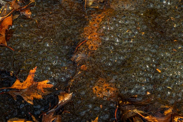 Ovos Recém Colocados Comum Europeia Rana Temporaria Numa Lagoa Rãs — Fotografia de Stock