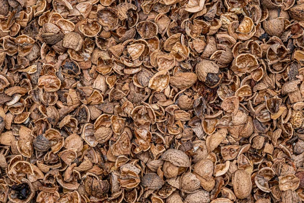 Crushed Walnut Shells Old Jute Sack Used Fertilizer Plants Decomposing — ストック写真