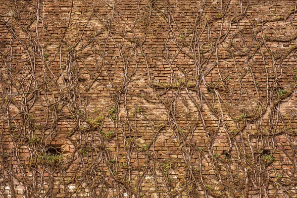 Old Red Brick Wall Moss Lichen — Stock Photo, Image