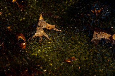 Romanya 'nın Sibiu kentindeki bir kurbağa havuzuna Avrupa' nın kahverengi kurbağa Rana temporaria 'dan yeni yumurtlamış.