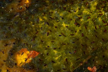 Romanya 'nın Sibiu kentindeki bir kurbağa havuzuna Avrupa' nın kahverengi kurbağa Rana temporaria 'dan yeni yumurtlamış.