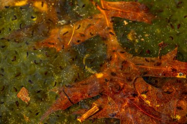 Romanya 'nın Sibiu kentindeki bir kurbağa havuzuna Avrupa' nın kahverengi kurbağa Rana temporaria 'dan yeni yumurtlamış.