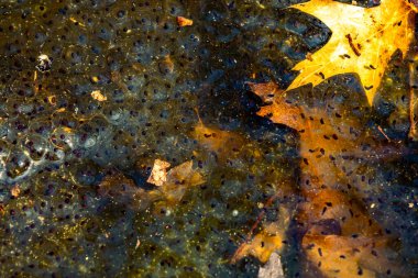 Romanya 'nın Sibiu kentindeki bir kurbağa havuzuna Avrupa' nın kahverengi kurbağa Rana temporaria 'dan yeni yumurtlamış.