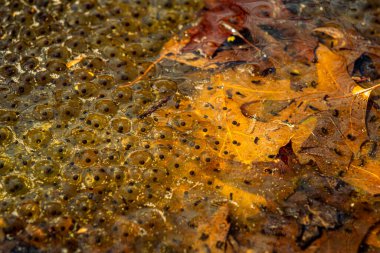 Romanya 'nın Sibiu kentindeki bir kurbağa havuzuna Avrupa' nın kahverengi kurbağa Rana temporaria 'dan yeni yumurtlamış.