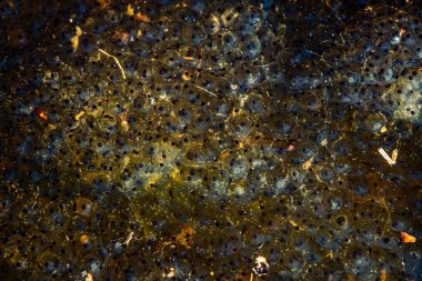 Romanya 'nın Sibiu kentindeki bir kurbağa havuzuna Avrupa' nın kahverengi kurbağa Rana temporaria 'dan yeni yumurtlamış.