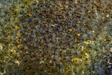 Romanya 'nın Sibiu kentindeki bir kurbağa havuzuna Avrupa' nın kahverengi kurbağa Rana temporaria 'dan yeni yumurtlamış.