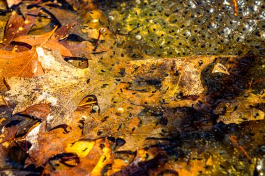 Romanya 'nın Sibiu kentindeki bir kurbağa havuzuna Avrupa' nın kahverengi kurbağa Rana temporaria 'dan yeni yumurtlamış.