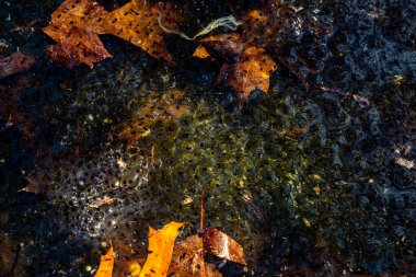 Romanya 'nın Sibiu kentindeki bir kurbağa havuzuna Avrupa' nın kahverengi kurbağa Rana temporaria 'dan yeni yumurtlamış.