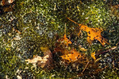 Romanya 'nın Sibiu kentindeki bir kurbağa havuzuna Avrupa' nın kahverengi kurbağa Rana temporaria 'dan yeni yumurtlamış.