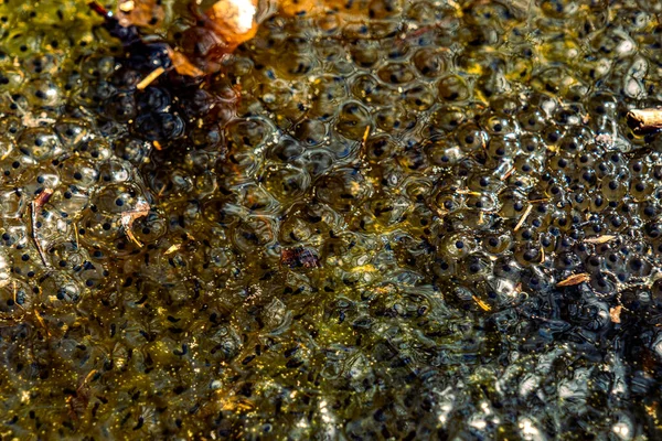 Neu Gelegte Froscheier Des Europäischen Braunen Froschs Rana Temporaria Einem — Stockfoto