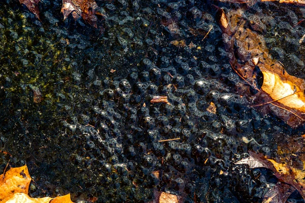 Świeżo Zniesione Żabie Jaja Europejskiej Żaby Brunatnej Rana Temporaria Stawie — Zdjęcie stockowe